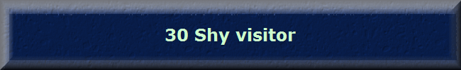 30 Shy visitor