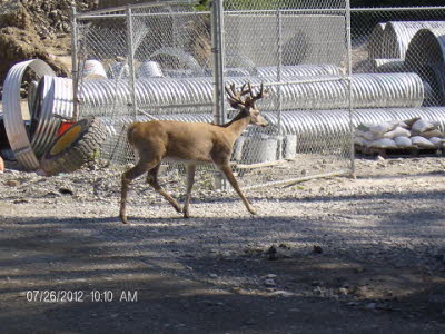 23 Visitor at Logan Pit